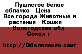 Пушистое белое облачко › Цена ­ 25 000 - Все города Животные и растения » Кошки   . Вологодская обл.,Сокол г.